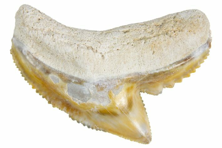Fossil Tiger Shark (Galeocerdo) Tooth - Bone Valley, Florida #299503